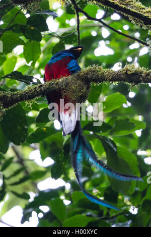 Risplendente quetzal appollaiato su un albero nella foresta di Monteverde in Costa Rica Foto Stock