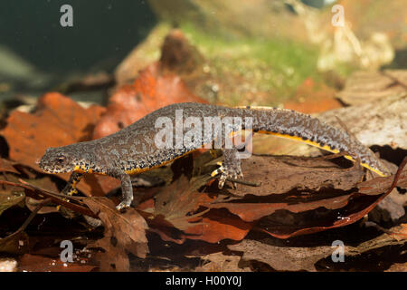 Bergmolch, Berg-Molch, Alpenmolch, Alpen-Molch (Triturus alpestris, Ichthyosaura alpestris, Mesotriton alpestris), Weibchen in L Foto Stock