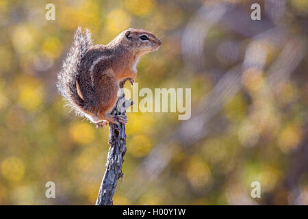 Harris di antilopi scoiattolo (Ammospermophilus harrisii), si trova sulla cima di un ramoscello , il peering, STATI UNITI D'AMERICA, Arizona Sonoran Foto Stock