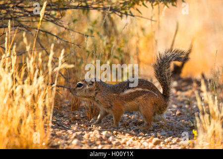 Harris di antilopi scoiattolo (Ammospermophilus harrisii), sul terreno, STATI UNITI D'AMERICA, Arizona Sonoran Foto Stock