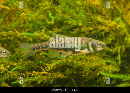 Minnow, Eurasian minnow (Phoxinus phoxinus), maschio Foto Stock