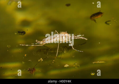 Zanzare e moscerini (Culicidae), dopo la schiusa sulla superficie dell'acqua, in Germania, in Baviera Foto Stock