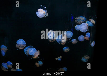 Australian Spotted Medusa (Phyllorhiza punctata), piscina meduse, STATI UNITI D'AMERICA, Florida, Sarasota Aquarium Foto Stock