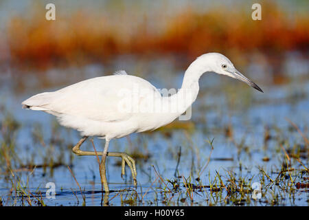 Piccolo airone cenerino (Egretta caerulea), heron in piumaggio giovanile in cerca di prede in acque poco profonde, vista laterale, STATI UNITI D'AMERICA, Florida, Myakka River Foto Stock