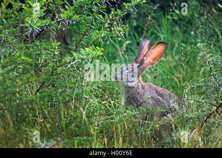 Scrub lepre (Lepus saxatilis), mangiare nella boccola, vista laterale, Sud Africa, Western Cape, Bontebok National Park Foto Stock