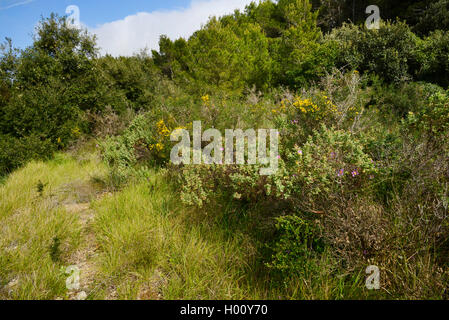 Macchia con rock rose su Mallorca, Spagna, Balearen, Maiorca, Cala Ratjada Foto Stock