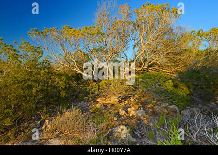 Pino di Aleppo (Pinus halepensis), portamento arbustivo pini, Spagna, Balearen, Ibiza Foto Stock