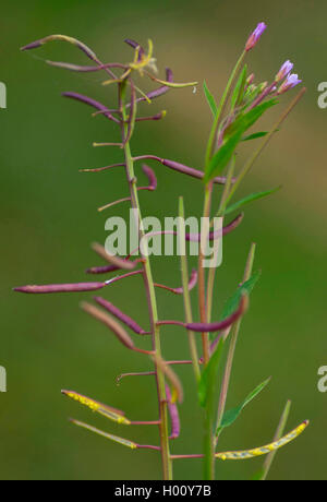 Willow-erba, Willow-erbaccia (Epilobium spec.), con fiori e frutti, in Germania, in Baviera, Murnauer Moos Foto Stock