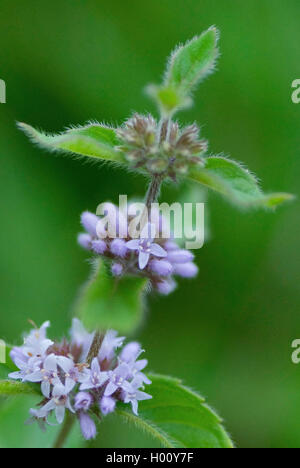 Brook di menta, menta canadese, Menta comune, mais Menta, mais Europeo di menta, menta di campo (Mentha arvense), fioritura, in Germania, in Baviera, Murnauer Moos Foto Stock