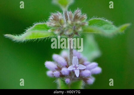 Brook di menta, menta canadese, Menta comune, mais Menta, mais Europeo di menta, menta di campo (Mentha arvense), fioritura, in Germania, in Baviera, Murnauer Moos Foto Stock