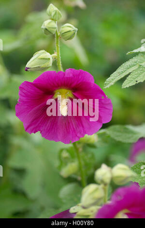 Holly hock, hollyhock (Alcea rosea, Althaea rosea), fiore, in Germania, in Baviera Foto Stock