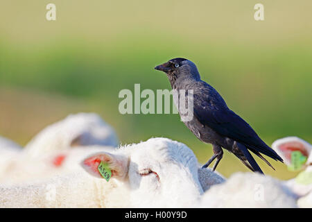 Taccola (Corvus monedula), in piedi sul retro di una pecora, Paesi Bassi, Frisia Foto Stock