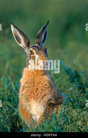 Lepre europea, Marrone lepre (Lepus europaeus), seduti in un prato, vista frontale, Paesi Bassi, Frisia Foto Stock