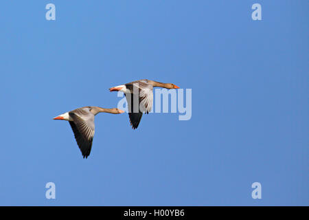 Graylag goose (Anser anser), giovane volare nel cielo blu, vista laterale, Paesi Bassi, Frisia Foto Stock