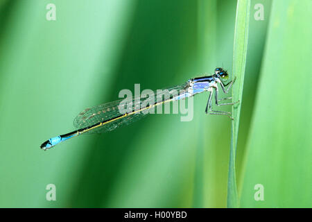 Ischnura comune, blu-tailed damselfly (Ischnura elegans), maschio seduto a un culm, vista laterale, Ungheria Foto Stock