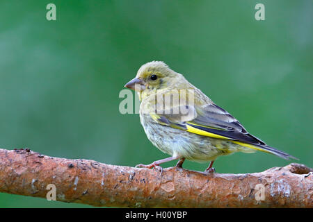 Western verdone (Carduelis chloris), femmina seduto su un ramo, vista laterale, Norvegia, Ovre Pasvik Parco Nazionale Foto Stock