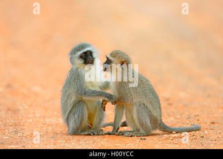 Grivet monkey, savana scimmia, green monkey, Vervet monkey (Cercopithecus aethiops), coppia di toelettatura, vista laterale, Sud Africa, Eastern Cape, Camdeboo Parco Nazionale Foto Stock