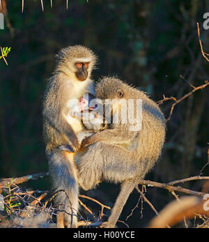 Grivet monkey, savana scimmia, green monkey, Vervet monkey (Cercopithecus aethiops), coppia seduta su una struttura ad albero con un bambino di scimmia, Sud Africa, Eastern Cape, Camdeboo Parco Nazionale Foto Stock