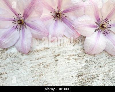 Tre pearl pink clematis fiori sul bianco verniciato ruvida board Foto Stock