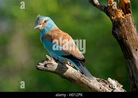 Lilla-breasted rullo (Coracias caudata), sul suo outlook, Sud Africa, Krueger National Park Foto Stock