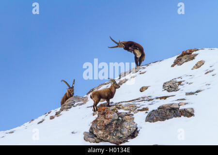 Stambecco delle Alpi (Capra ibex, Capra ibex ibex), stambecchi in piedi in montagna su una coperta di neve ridge e combattimenti, Svizzera, Grigioni, il Piz Bernina Foto Stock