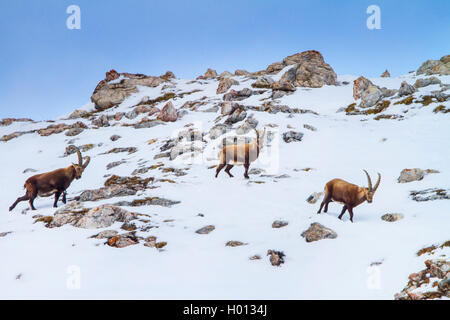 Stambecco delle Alpi (Capra ibex, Capra ibex ibex), stambecchi attraversando in montagna un campo di neve, Svizzera, Grigioni, il Piz Bernina Foto Stock