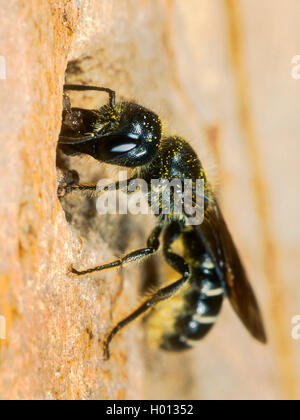 Hahnenfuss-Scherenbiene, Hahnenfussscherenbiene (Osmia florisonmis, Chelostoma florisomne), Weibchen beim Nestbau, Deutschland | Foto Stock