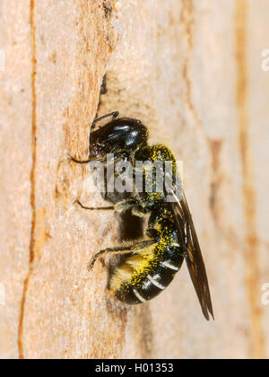 Hahnenfuss-Scherenbiene, Hahnenfussscherenbiene (Osmia florisonmis, Chelostoma florisomne), Weibchen beim Nestbau, Deutschland | Foto Stock