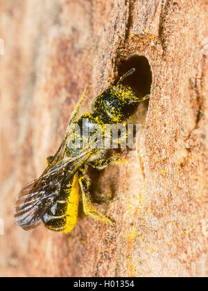 Hahnenfuss-Scherenbiene, Hahnenfussscherenbiene (Osmia florisonmis, Chelostoma florisomne), Weibchen mit polline am nido, Deutsch Foto Stock