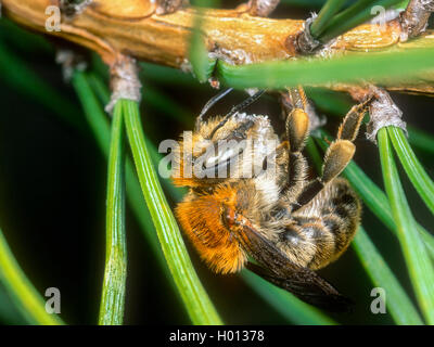 Grandi anthid bee (Anthidium byssinum), Femmina tenuto dalla resina di pino silvestre (Pinus sylvestris) per la nidificazione, Germania Foto Stock