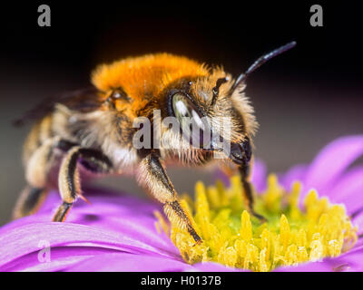 Grandi anthid bee (Anthidium byssinum), Femmina rovistando su Aster (Aster spec.), Germania Foto Stock