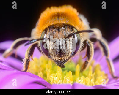 Grandi anthid bee (Anthidium byssinum), Femmina rovistando su Aster (Aster spec.), Germania Foto Stock