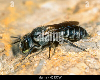 Mason bee (Osmia adunca), femmina, Germania Foto Stock