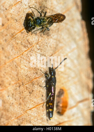 Forbici ape (Osmia florisonmis, Chelostoma florisomne), Femmina al nido insieme con il parassita Sapyga clavicornis, Germania Foto Stock