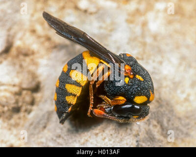 Il miele wasp (Celonites abbreviatus), Femmina in bobina in posizione di protezione, Germania Foto Stock