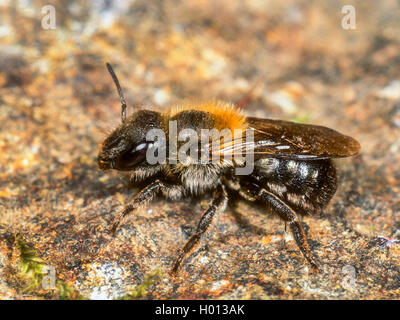 Parete Mason-bee (Osmia parietina), femmina, Germania Foto Stock