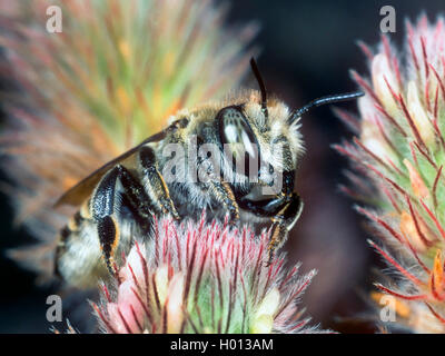 Foglia Argento-Cutter Bee (Megachile leachella), Femmina rovistando su Haresfoot di trifoglio rosso (Trifolium arvense), Germania Foto Stock