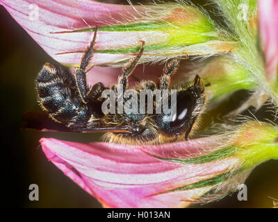 Blue Mason bee (Osmia caerulescens), Femmina dormendo su comuni lupinella (Onobrychis viciifolia), Germania Foto Stock