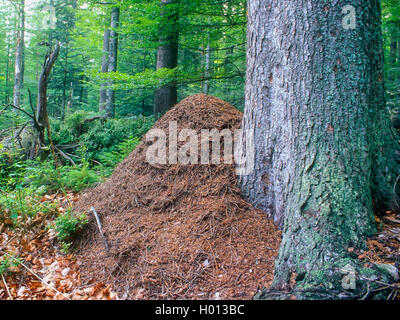 Legno formica (Formica rufa), Formicaio nella foresta, Germania Foto Stock