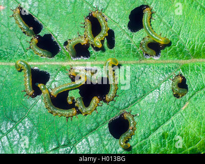 Sawfly (Tenthredinidae), giovani larve fenestrate modello di alimentazione nelle foglie (Common Alder - Alnus glutinosa), Germania Foto Stock