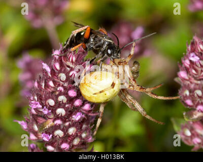 Spider wasp (Episyron albonotatum), Femmina nascondendo catturato, narcotized Orb-tessitura Spider (Araneus spec.) in Breckland timo (Thymus serpyllum), Germania Foto Stock