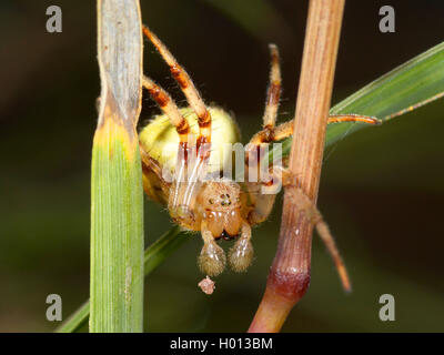 Spider wasp (Episyron albonotatum), da nascondere femmina catturato, narcotized Orb-tessitura Spider (Araneus spec.) in un impianto, Germania Foto Stock