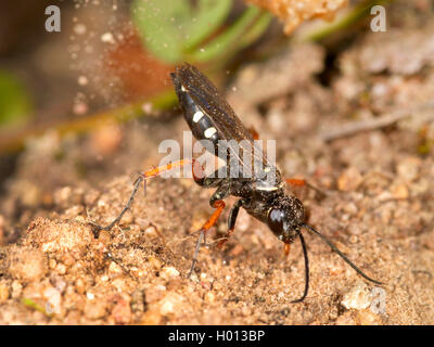 Spider wasp (Episyron albonotatum), Femmina nido di scavo, Germania Foto Stock