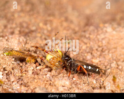 Spider wasp (Episyron albonotatum), Femmina trascinando catturato, narcotized Orb-tessitura Spider (Araneus sp.) per il nido, Germania Foto Stock