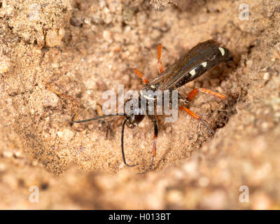Spider wasp (Episyron albonotatum), chiusura femmina nido, Germania Foto Stock