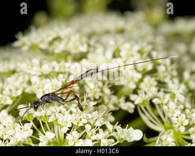 Gasteruptid vespe (Gasteruption assectator), femmina rovistando su Wild carota (Daucus carota), Germania Foto Stock