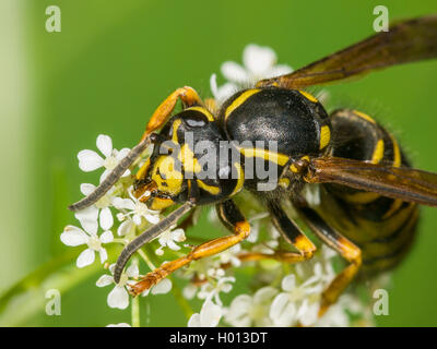 Il tedesco wasp (Vespula germanica, Vespa germanica, Paravespula germanica), regina rovistando sulla mucca prezzemolo (Anthriscus sylvestris), Germania Foto Stock