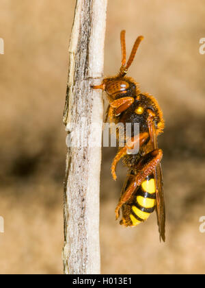 Lathbury nomade di Bee (Nomada lathburiana), dormendo femmina, Germania Foto Stock