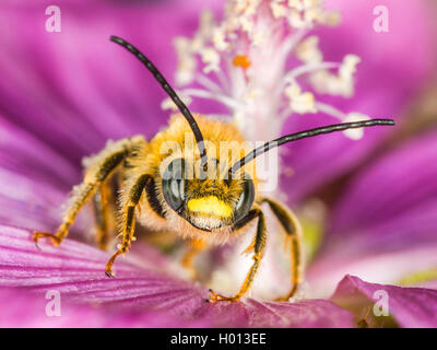 Eucera (Tetralonia macroglossa, Eucera macroglossa, Tetralonia malvae), maschio in un fiore di muschio-malva (Malva moschata), Germania Foto Stock