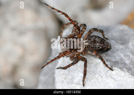 Lynx spider (Oxyopes ramosus), su una pietra, Austria Foto Stock